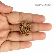 The Mysterious Power of 14 Mukhi Rudraksha Nobody Tells You About 14 Mukhi Rudraksha